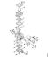 Blasgeräte (BG, BR) BG 66 C-E D Vergaser C1M-S205, C1M-S144 der Marke Stihl